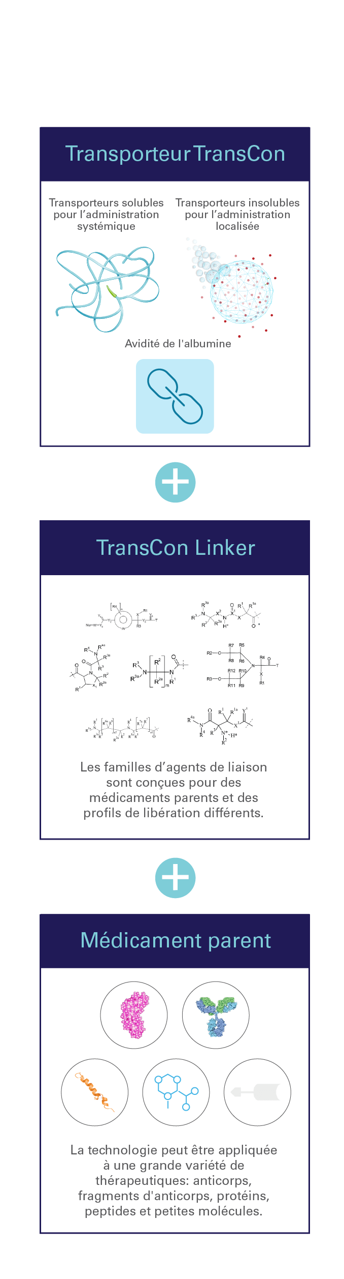 Mobile-TCTechnologyTransientConjugationGraphic_FR_20250808